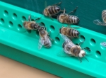 Essaims d'abeilles locales à tendance noires sur cadres Dadant