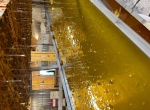 Miel de printemps 