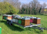Miel de printemps 2025 en 10, 20 ou 40 kg