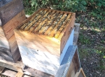 Essaims abeilles noires
