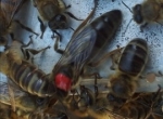 Reines abeilles noires ou Buckfast