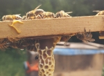 Surplus production - abeilles locales