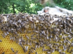 Je vends des reines d'abeilles fécondées. 