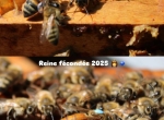 Reines Fécondées Buckfast 2025