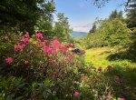 Miel de rhododendrons des Pyrénées 