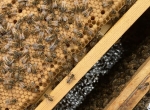 Mieux connaître l’abeille pour optimiser ses rendements et ses élevages  - 14 et 15 octobre 2025
