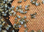 Schéma de sélection à l’échelle de l’exploitation - 13 novembre 2025