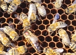 Vends cellules royales, reines vierges Carnica Bio