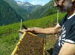  Reines fécondées Essaims hivernés 