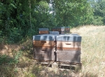 60 colonies d'abeilles