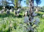 Renfort saisonnier pour la  récolte du miel de Foret