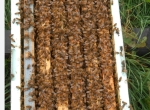 Essaims d'abeilles