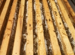 Miels du terroir Pyrénées