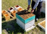 Apiculteur cherche emploi à  Limoges 