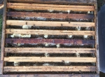 Colonies d'abeilles en bio
