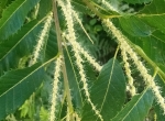 Miel de forêt