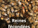 Reines abeilles noires ou Buckfast