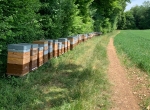 Présentation de pollinisation