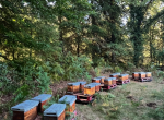 ESSAIMS MAISON FEDON 2025
