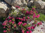 Miel de rhododendron 