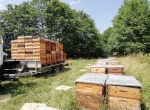 Miels en fûts lavande, tilleul, chataignier, tournesol, montagne et forêt
