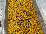 Vends pollen Garrigue 