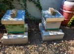 Vends 8 ruches dadant peuplées