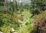 Miel de montagne rhododendron