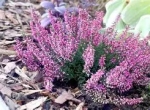 Toutes fleurs récolté dans les Cévennes