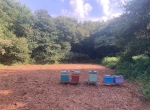 Colonies entières abeilles 