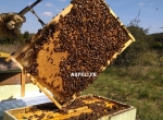 Essaims d'abeilles hivernés avril 2026 proche d'Avignon