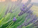 Vente de miel en fûts : Fleurs de printemps de Normandie, Tilleul et Lavande. 