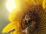 Miel de tournesol 2025