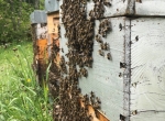 Essaims d'abeilles noires hivernés