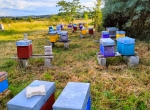 Vente d’essaims Buckfast et Carnica – ADA Occitanie