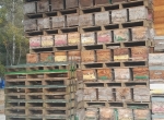 Ruches sur palette Dadant 10 c
