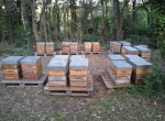 Vends 70 ruches Dadant et 50 Ruchettes