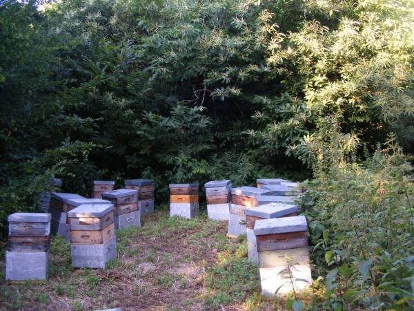 Vends miels de lavande, châtaignier et fleurs