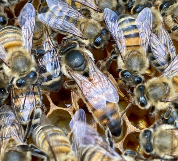 Reines Buckfast F1 fécondées Rhône