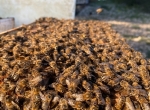 Essaims d'abeilles noires hivernés