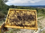 Essaims d'abeilles noires hivernés