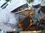 Initiation à l'apiculture