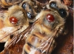 Lutter contre le varroa par des méthodes biotechniques et des traitements biologiques.