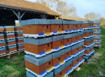 Matériels apiculture, ruches et ruchettes, idéal pour installation professionnelle