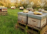 Vends ruches, colonies, essaims