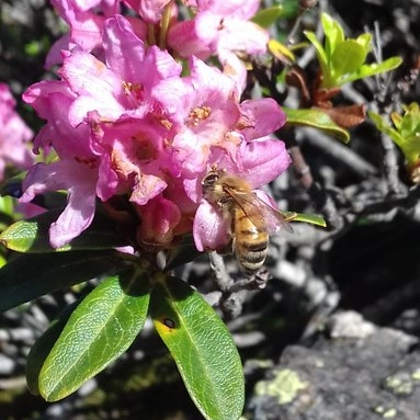 Abeille Séronaise - avatar