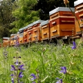 Apiculture DEFFONTAINES - avatar